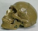 尼安德塔人頭蓋骨模型