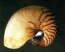 活化石鸚鵡螺